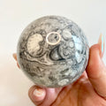 Crinoid Fossil Sphere